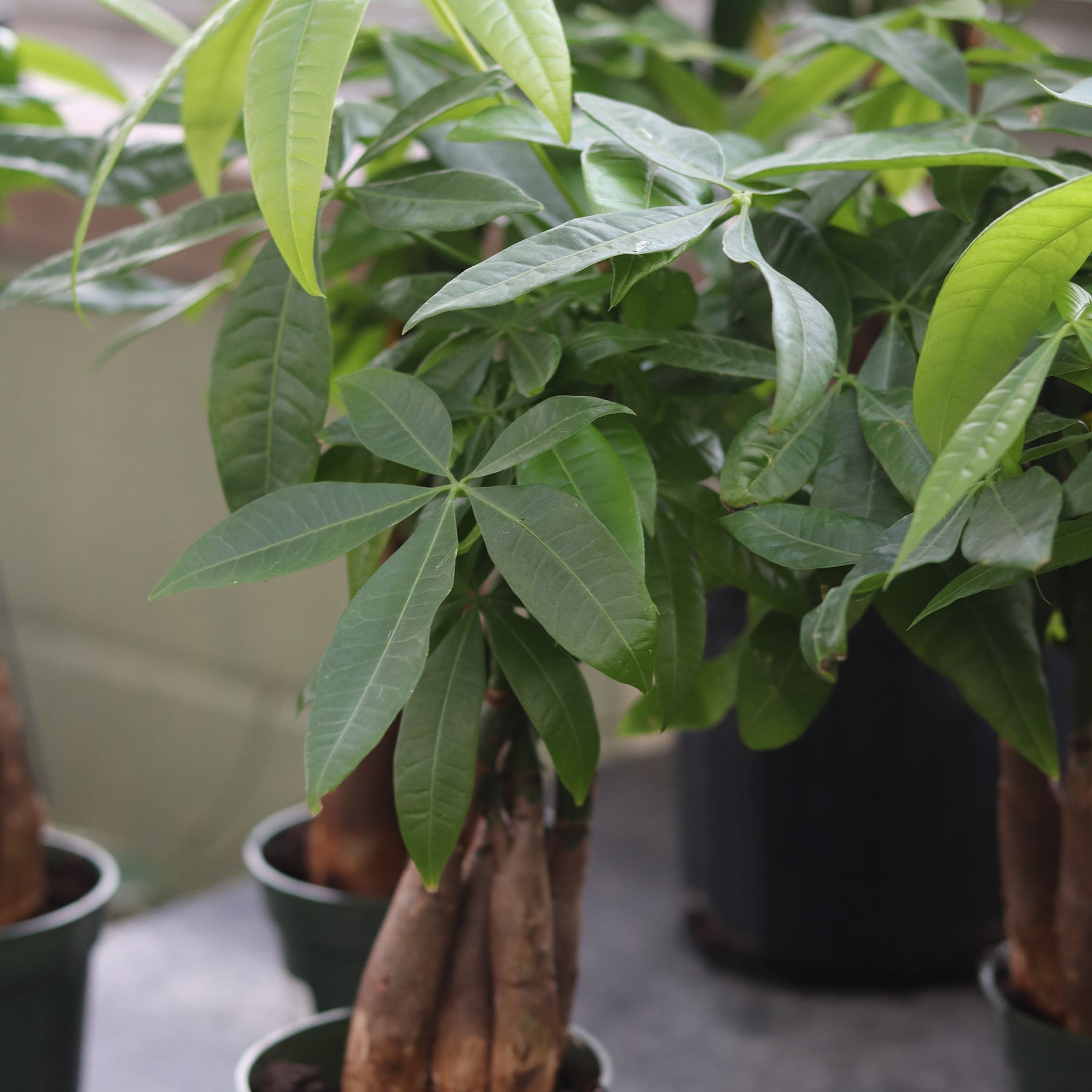 money tree big leaves Money Tree – Ray Wiegand's Nursery & Garden Center