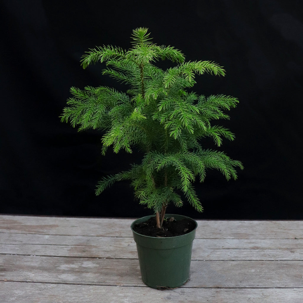 Norfolk Island Pine