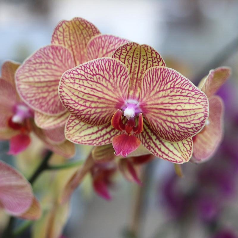 Yellow and Pink/Veined Orchid