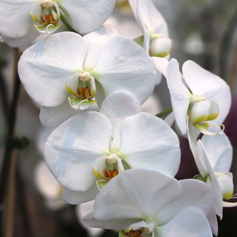 White Orchid