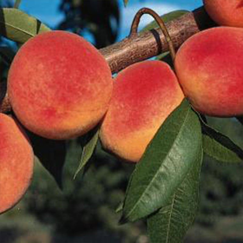 Red Haven Peach