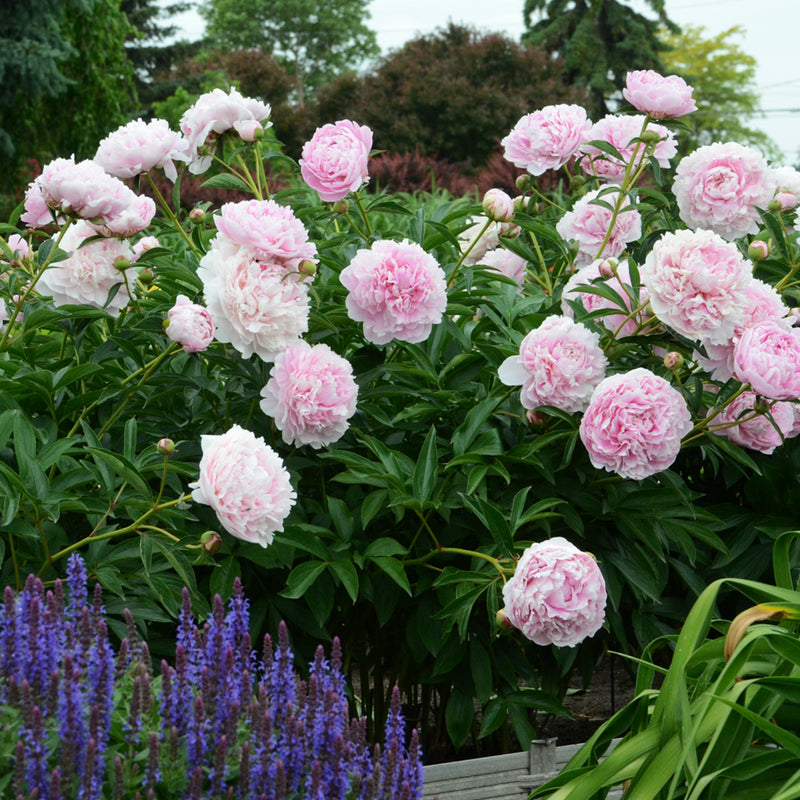 Sarah Bernhardt Peony