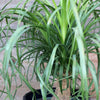 Guatemalan Ponytail Palm