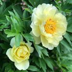 Bartzella Itoh Peony