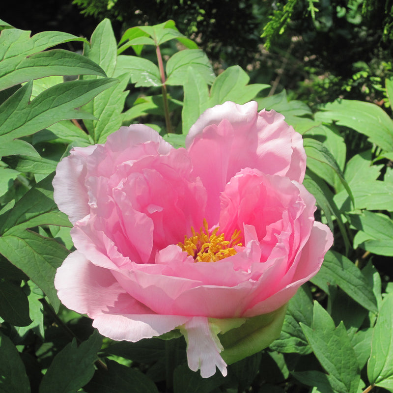 Floral Rivalry Tree Peony