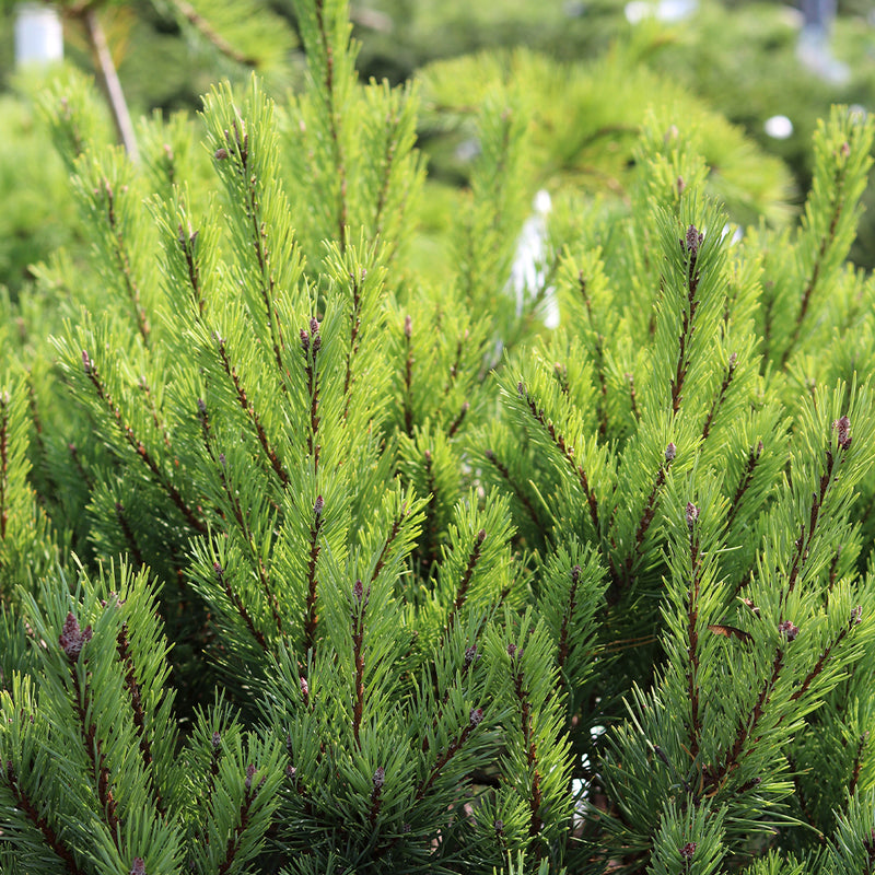 Dwarf Scotch Pine