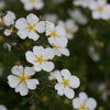 Happy Face White Potentilla