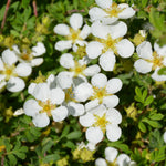 Happy Face White Potentilla