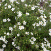 Happy Face White Potentilla