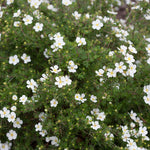 Happy Face White Potentilla