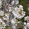 Snow Fountains Flowering Cherry