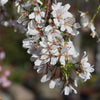 Snow Fountains Flowering Cherry