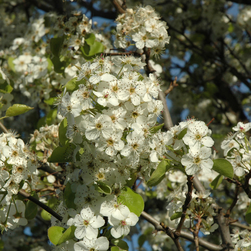 Cleveland Select Flowering Pear