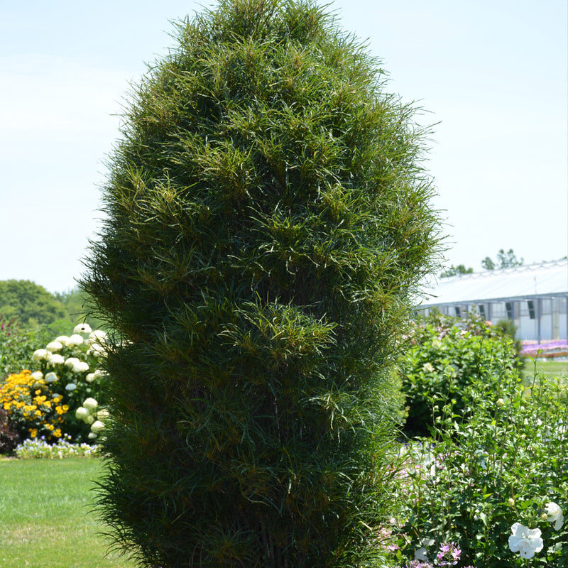 Fine Line Improved Buckthorn