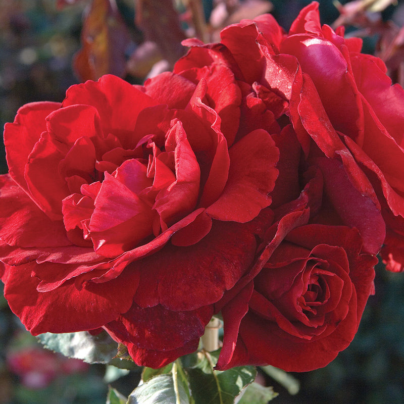 Don Juan Climbing Rose