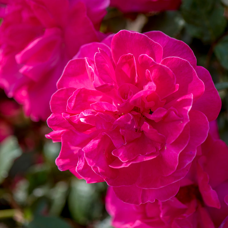 Highwire Flyer Climbing Rose