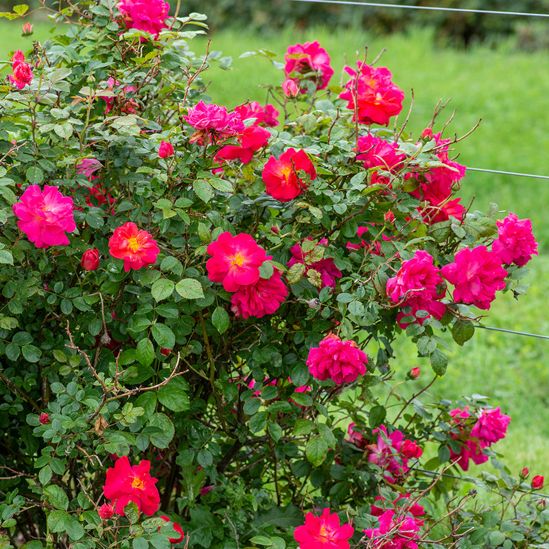 Highwire Flyer™ Climbing Rose