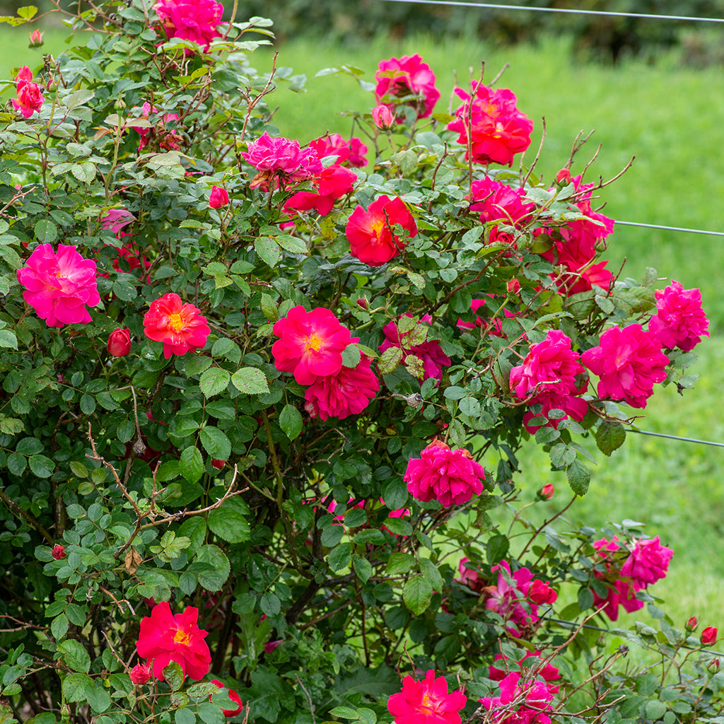 Highwire Flyer Climbing Rose