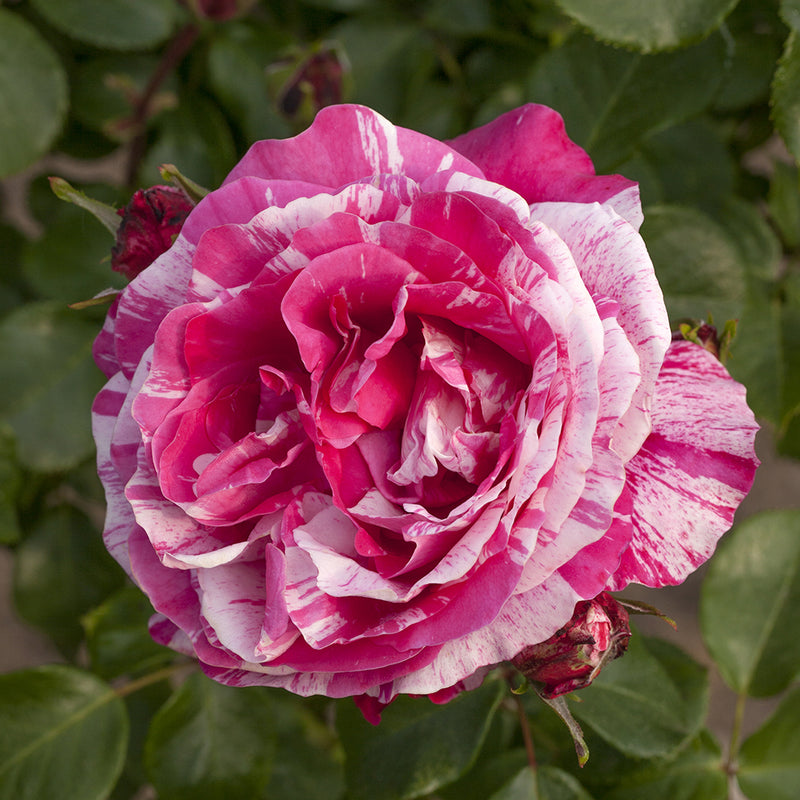 Raspberry Cream Twirl Climbing Rose