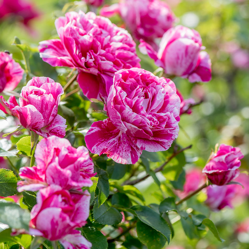 Raspberry Cream Twirl Climbing Rose