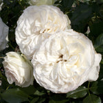 White Eden Climbing Rose