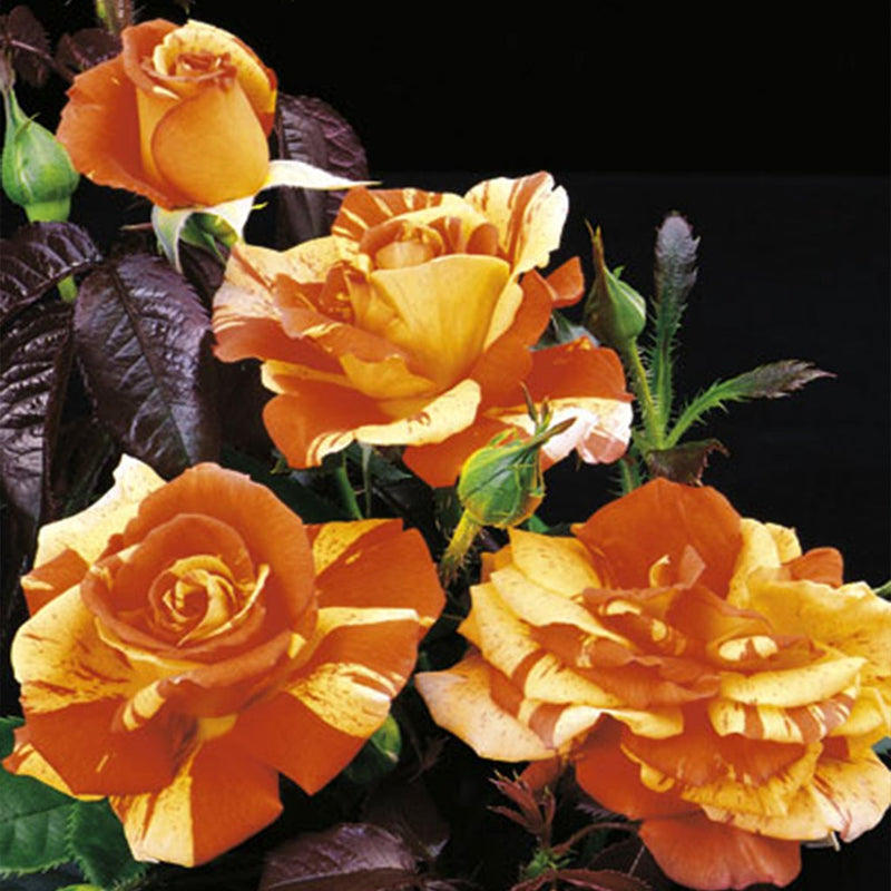 Oranges N' Lemons™ Rose