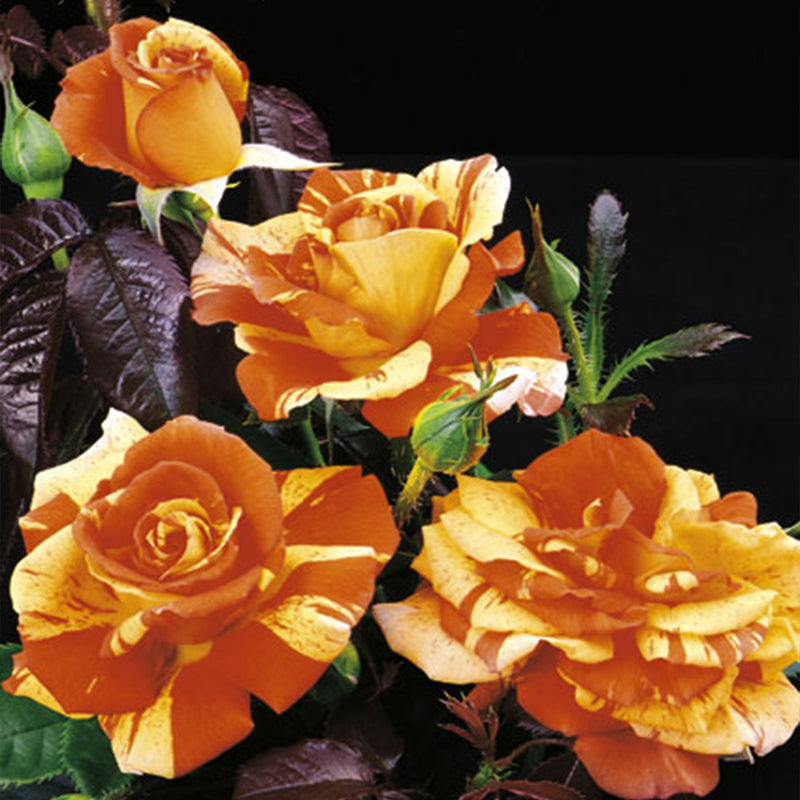 Oranges N' Lemons™ Rose