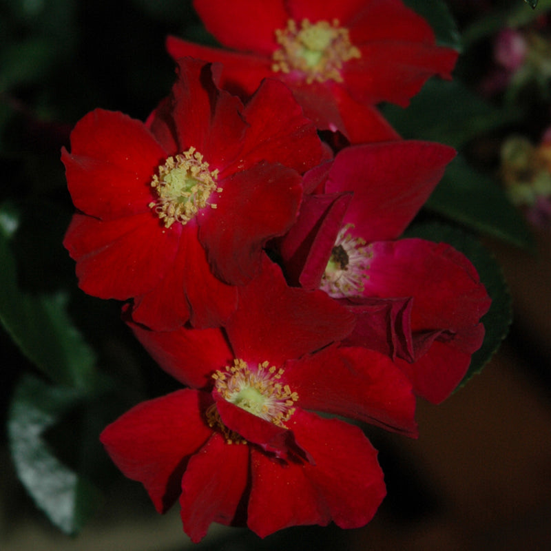 Red Carpet Rose