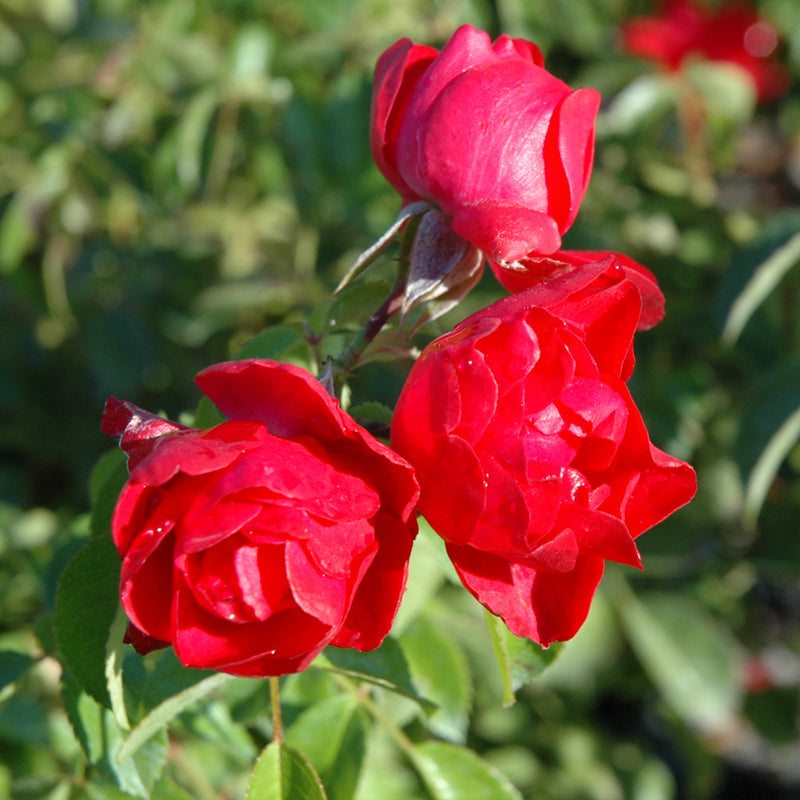 Scarlet Carpet Rose