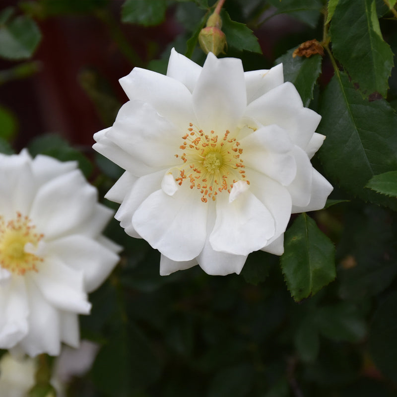 The White Carpet Rose
