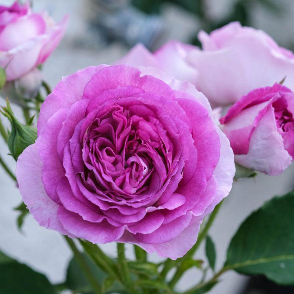 Lavender Crush Climbing Rose