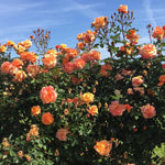 Tangerine Skies Arborose Climbing Rose