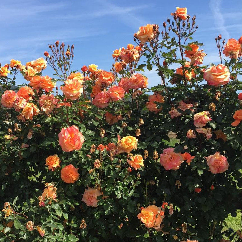 Tangerine Skies Arborose Climbing Rose
