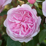 Olivia Rose Austin English Rose