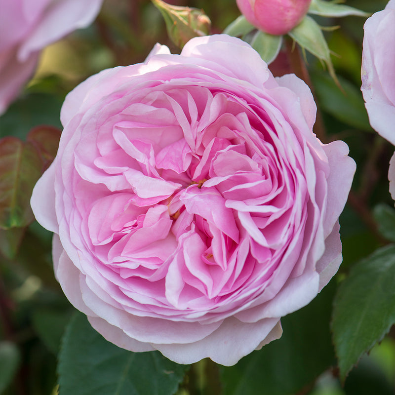 Olivia Rose Austin English Rose