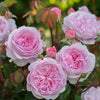 Olivia Rose Austin English Rose