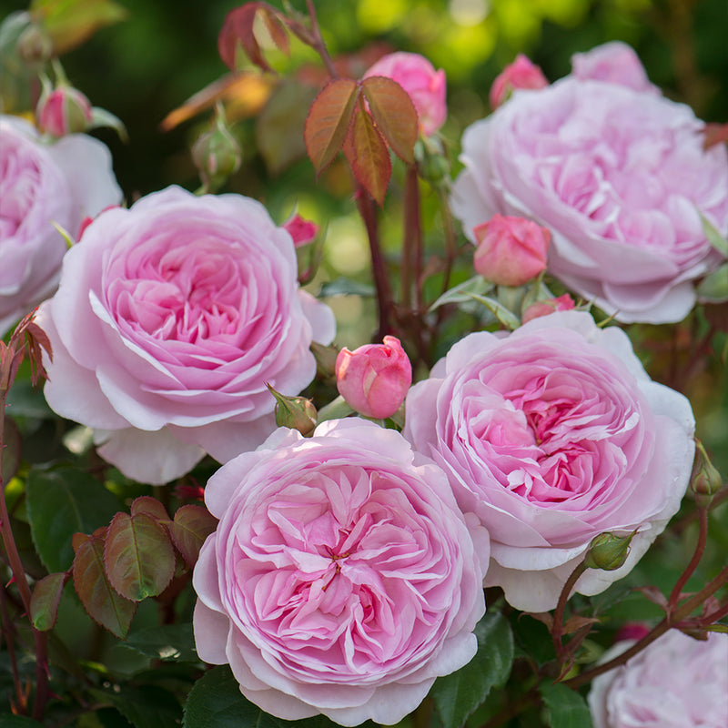 Olivia Rose Austin English Rose