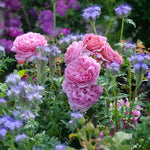Princess Alexandra of Kent English Rose