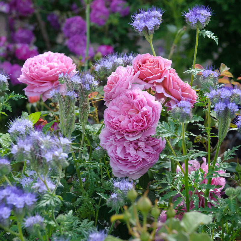 Princess Alexandra of Kent English Rose