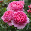Princess Alexandra of Kent English Rose