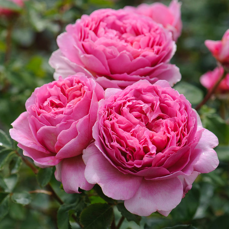 Princess Alexandra of Kent English Rose