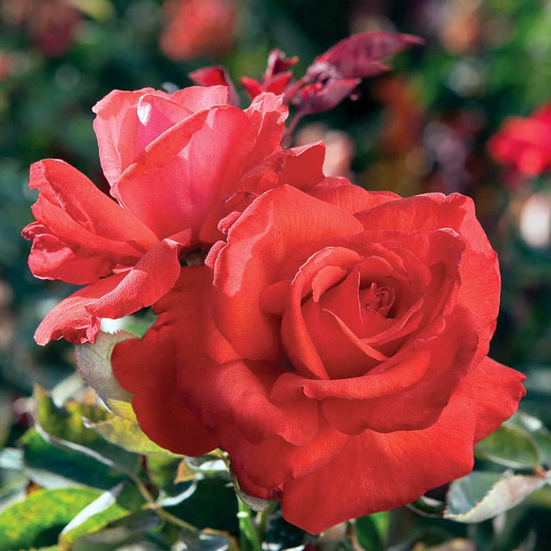 Dolly Parton Hybrid Tea Rose