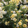 The Lemon Drift Shrub Rose