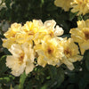 The Lemon Drift Shrub Rose