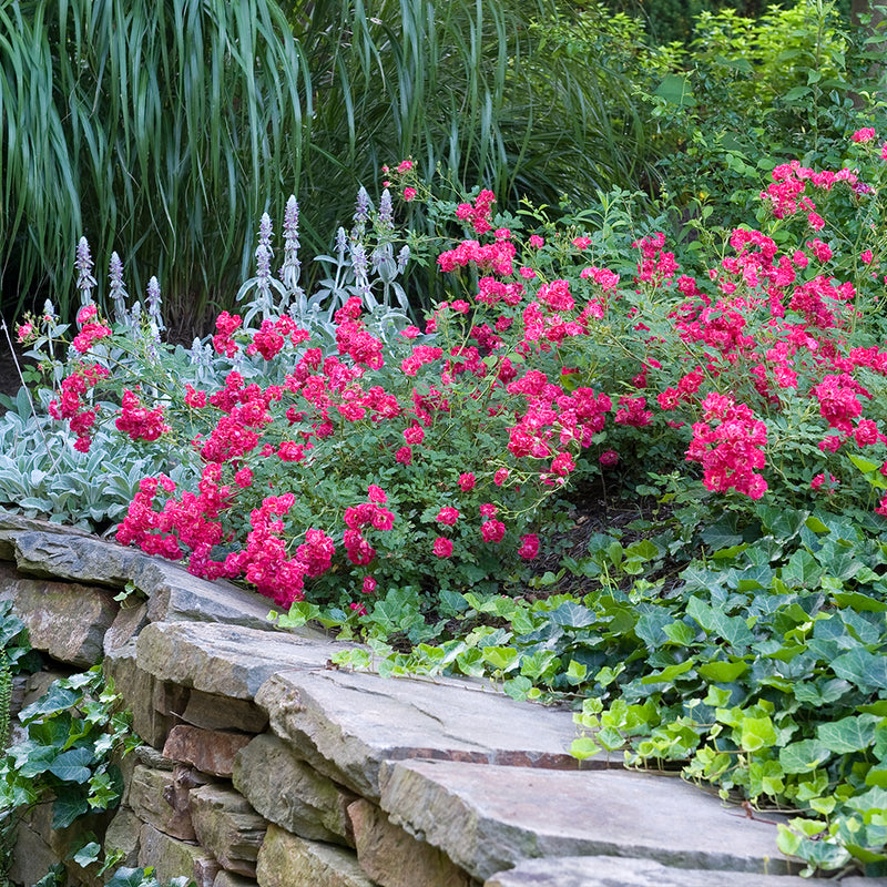 The Red Drift Rose Tree