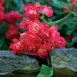 The Red Drift Rose Tree