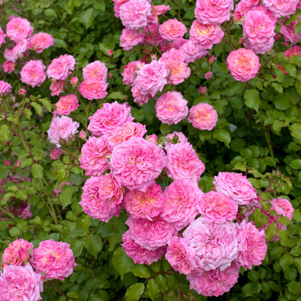 The Sweet Drift Shrub Rose