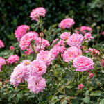 The Sweet Drift Shrub Rose