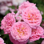 The Sweet Drift Shrub Rose