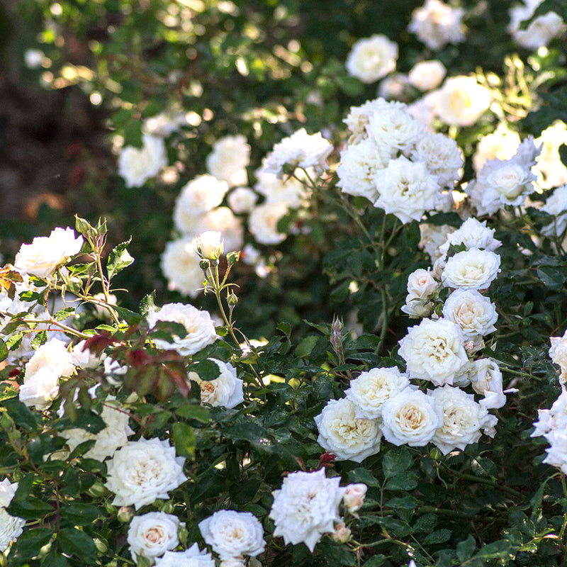 The White Drift Shrub Rose